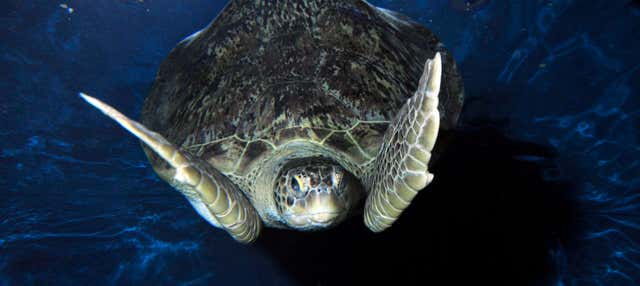 Biglietti per SEA LIFE® Weymouth