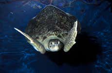 Ingresso do SEA LIFE® Weymouth