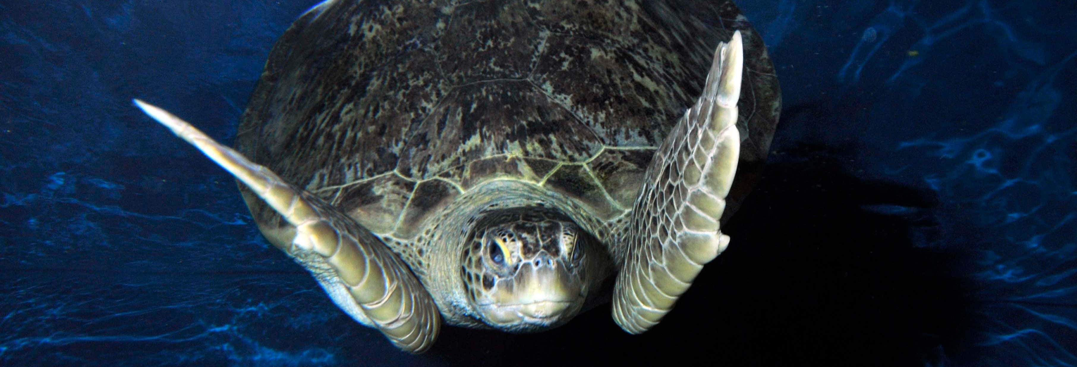 Biglietti per SEA LIFE® Weymouth