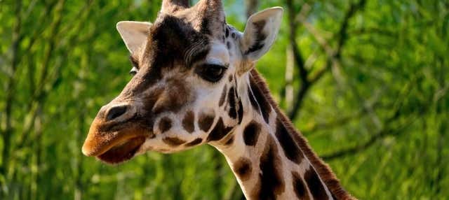 Biglietti per lo zoo di Praga con audioguida