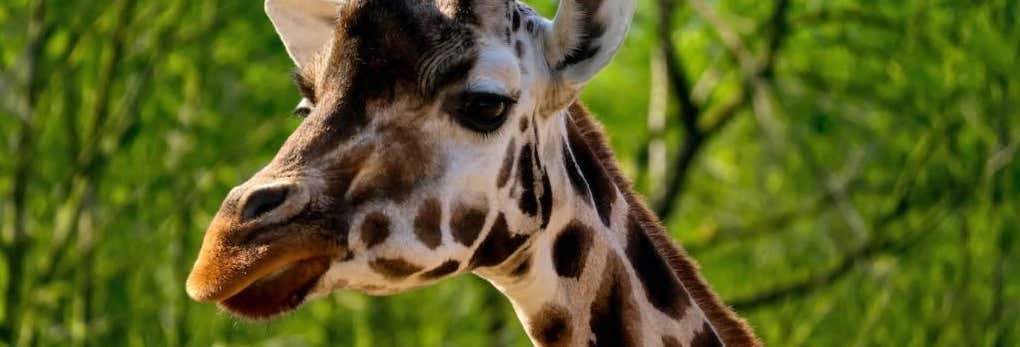 Biglietti per lo zoo di Praga con audioguida