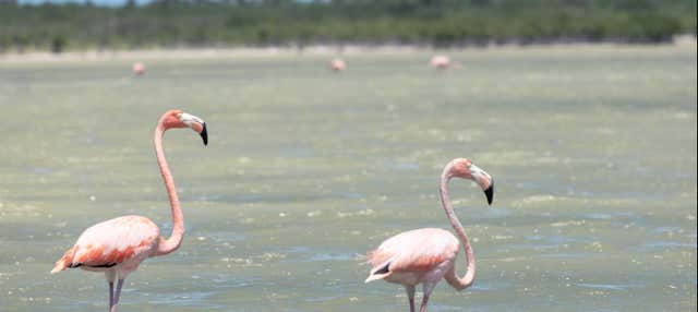 Escursione alla Laguna di Oviedo con avvistamento di fenicotteri