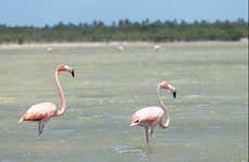 Laguna de Oviedo Day Trip + Flamingo Watching