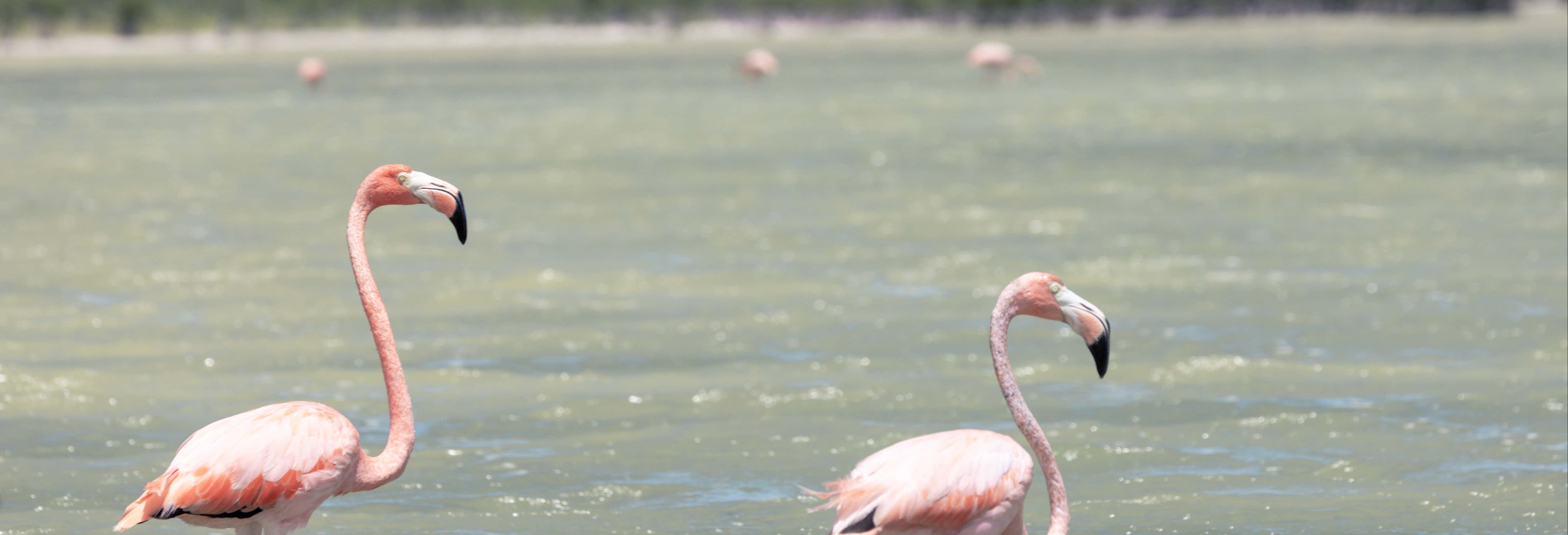 Escursione alla Laguna di Oviedo con avvistamento di fenicotteri