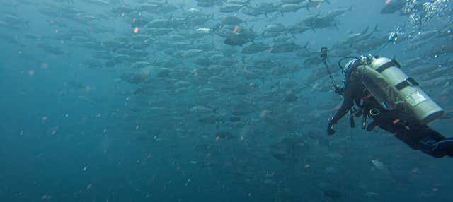 Immersione a Bayahibe