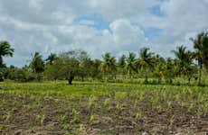 Safári por Higüey e plantações de cana-de-açúcar