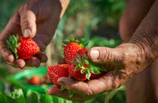 Constanza Strawberry Farm Tour