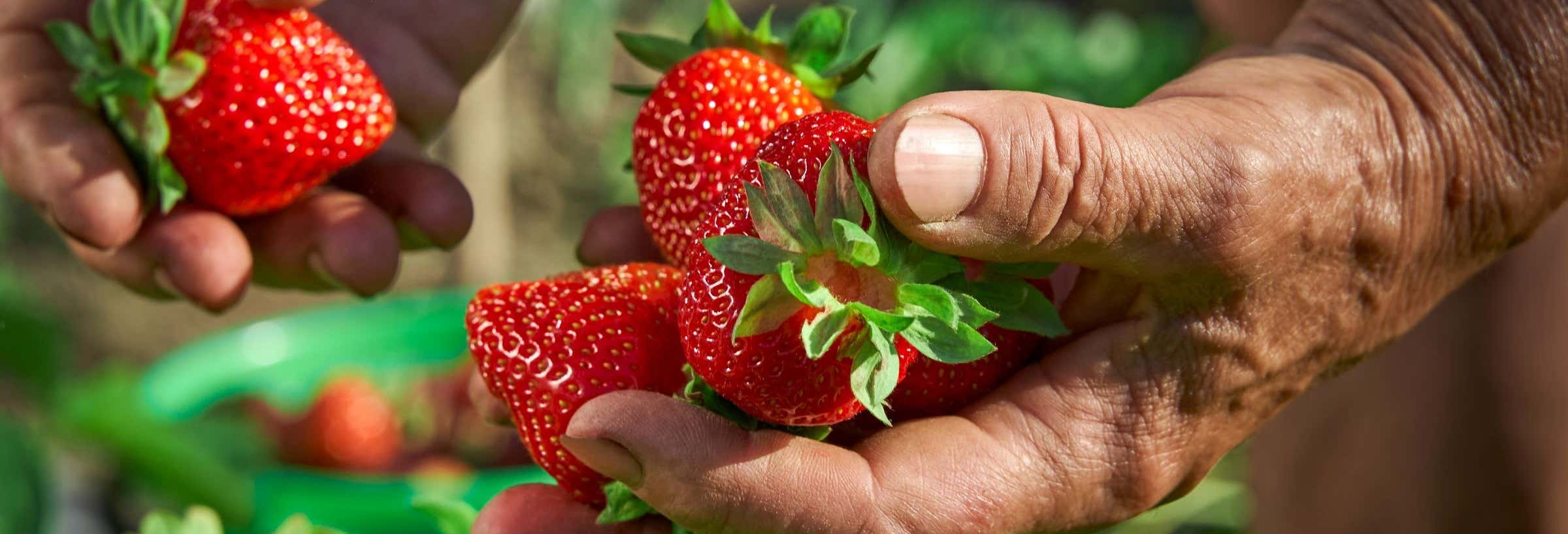 Visita a una piantagione di fragole di Constanza