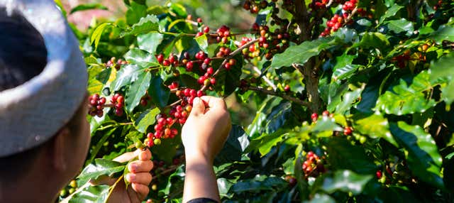 Visita alla piantagione di caffè Monte Alto