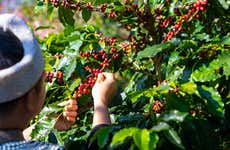 Visita à fazenda de café Monte Alto