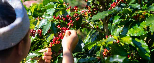 Visite de la plantation de café Monte Alto
