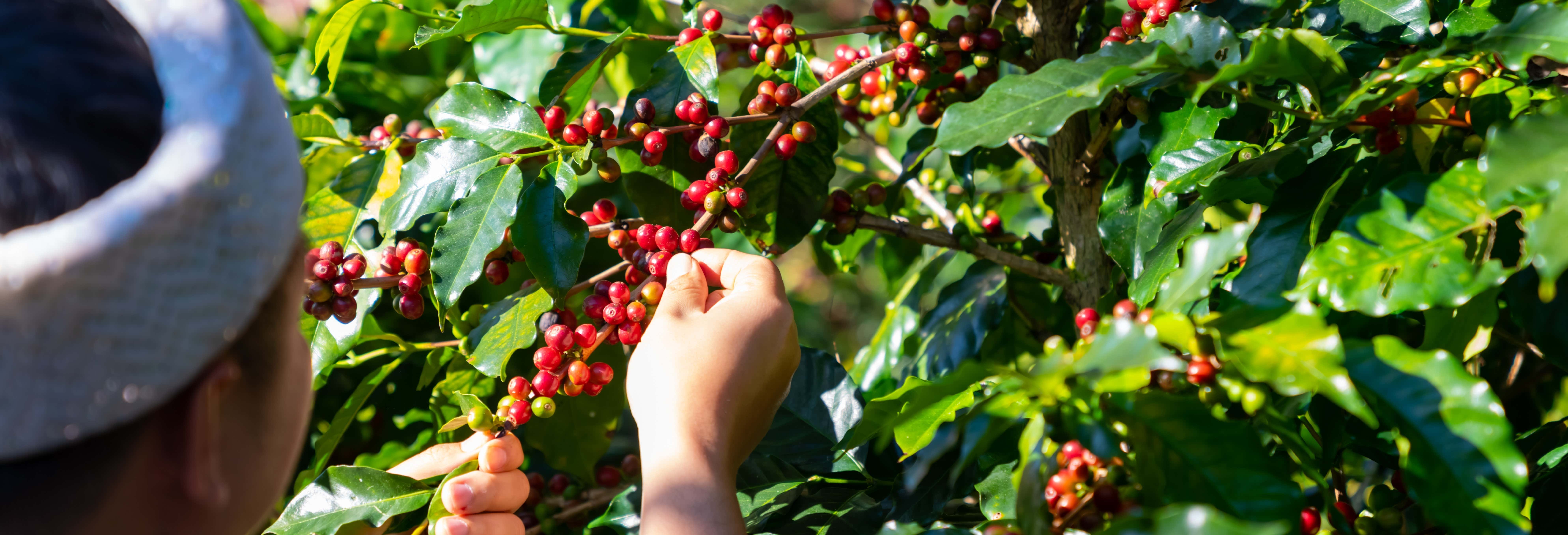 Visita alla piantagione di caffè Monte Alto