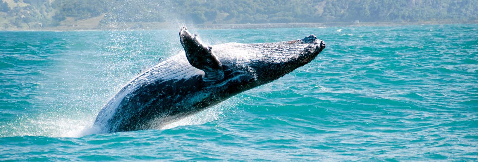 Whale Watching in Samaná