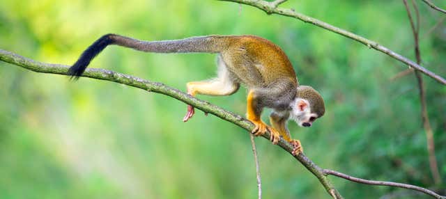 Escursione a Monkeyland