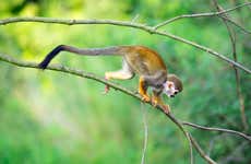 Monkeyland Day Trip