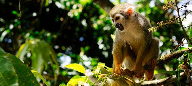 Escursione a Monkeyland