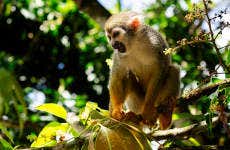 Monkeyland Trip
