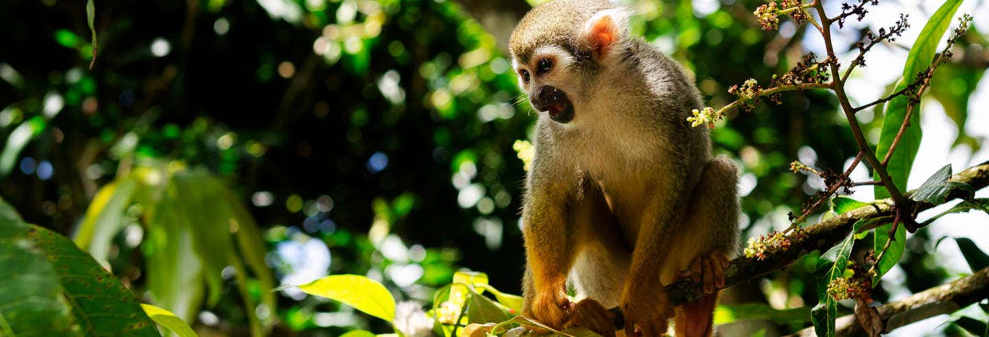 Escursione a Monkeyland