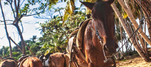 Passeggiata a cavallo sulla spiaggia El Limón
