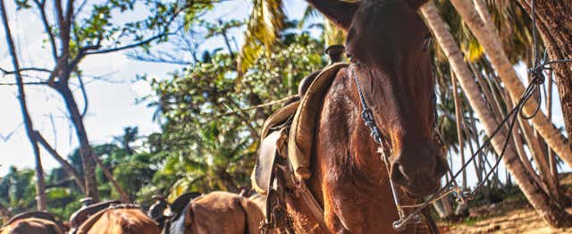 Balade à cheval sur la plage El Limón