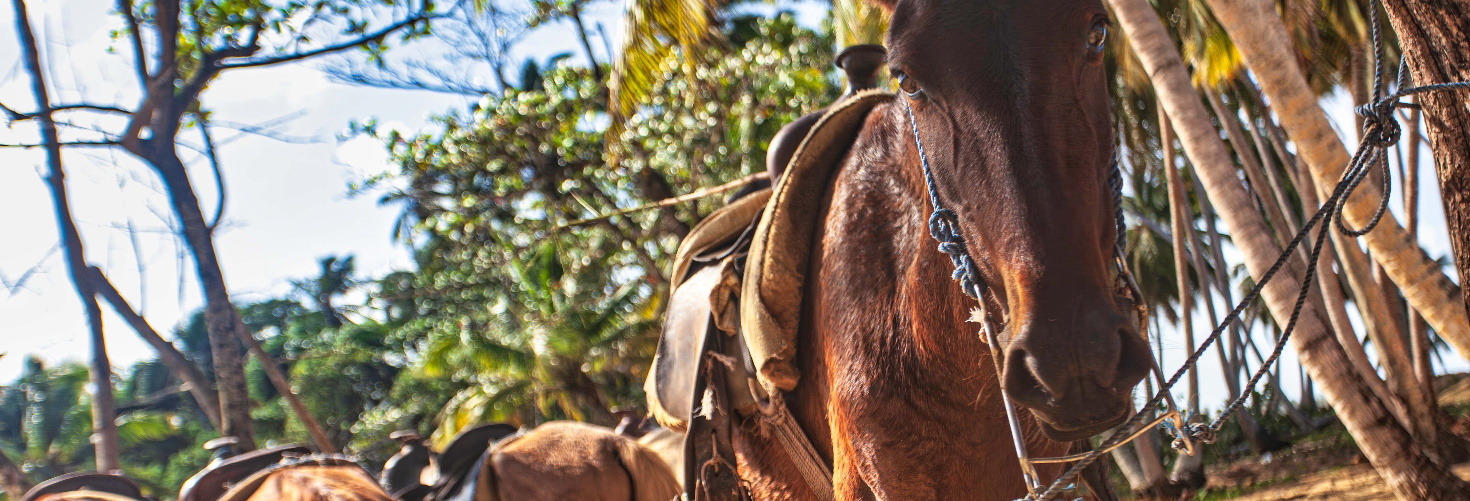 Passeggiata a cavallo sulla spiaggia El Limón