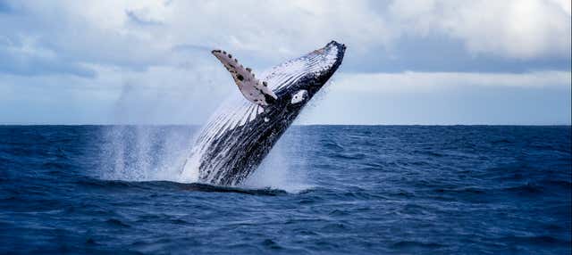 Whale watching a Miches