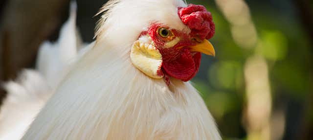 Visita di una fattoria di Moca