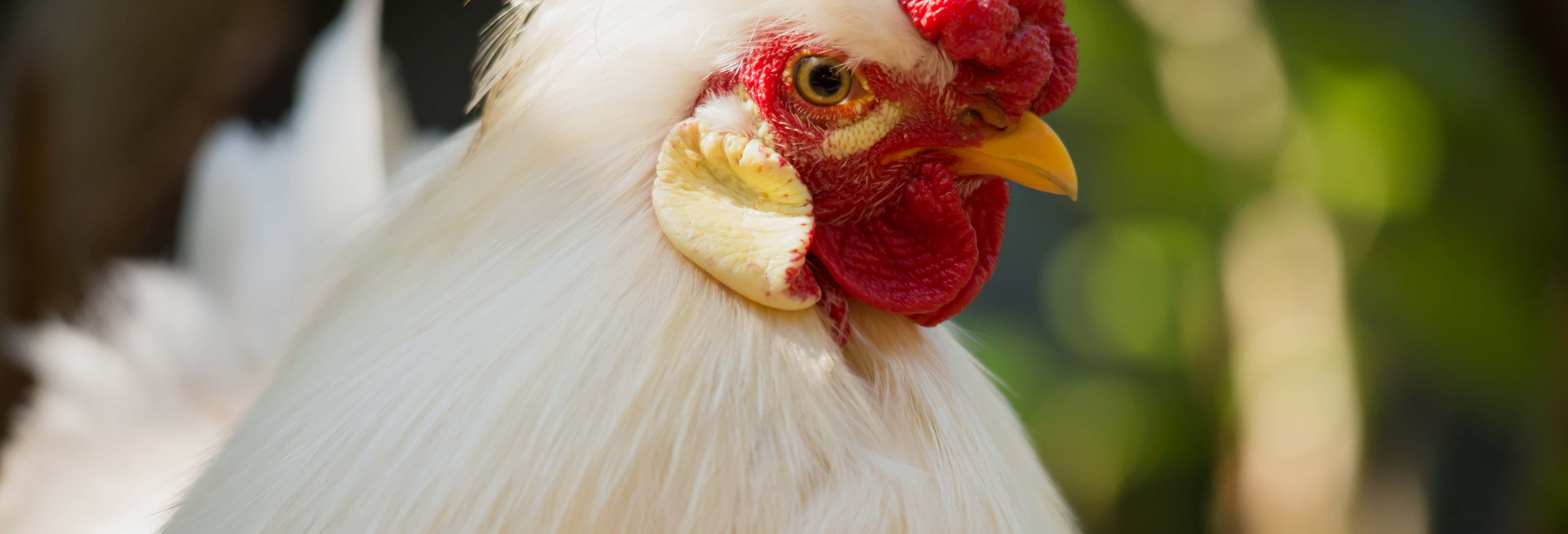 Visita di una fattoria di Moca