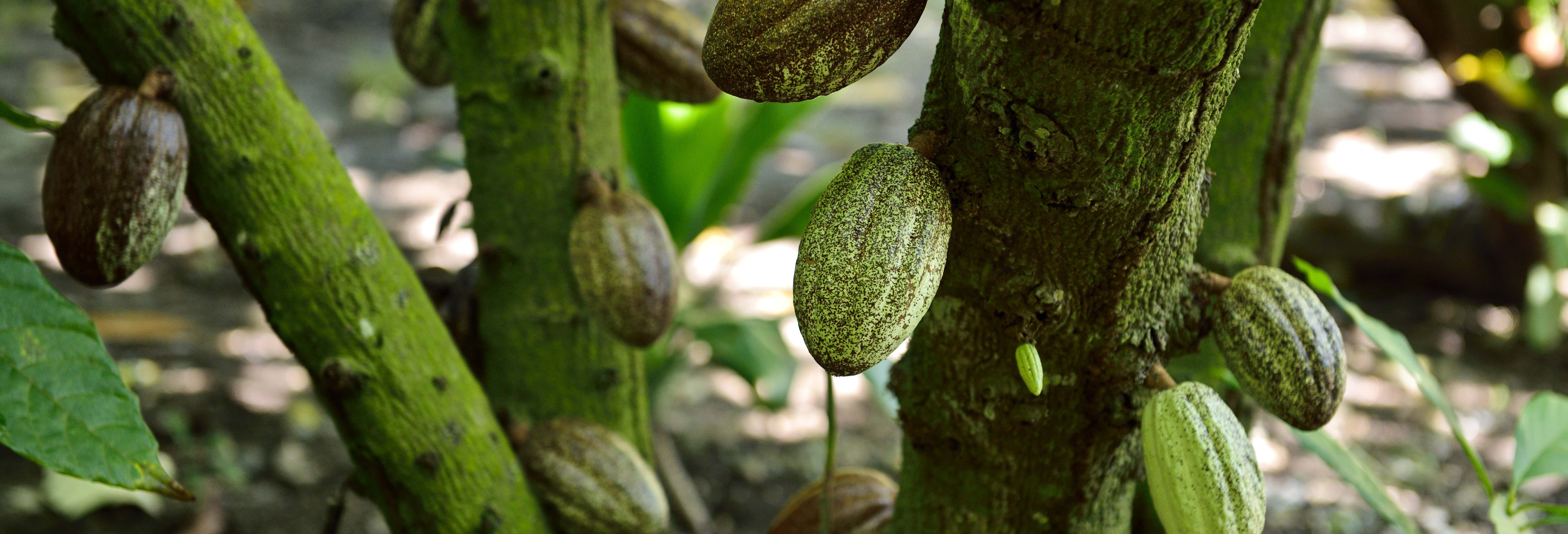Tour del cacao a Puerto Plata