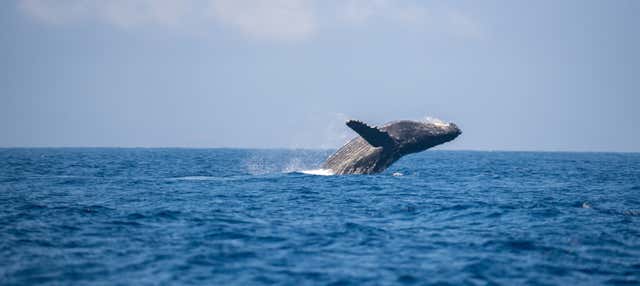 Whale watching nella baia di Samaná