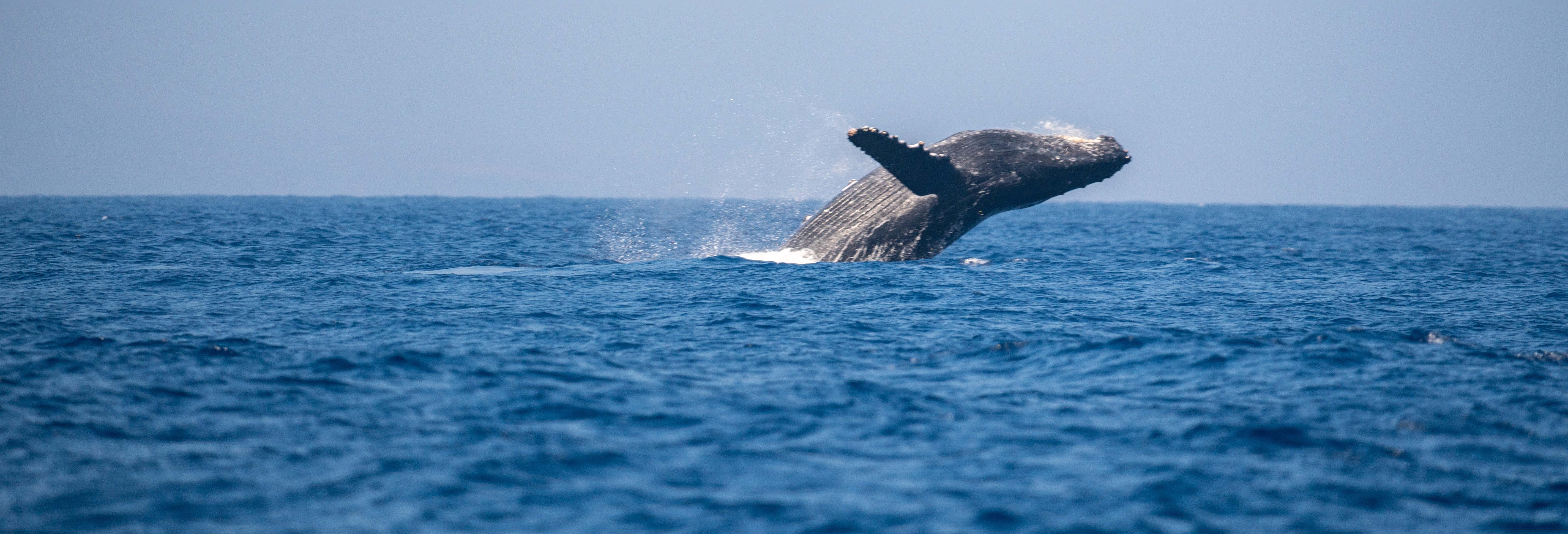 Whale watching nella baia di Samaná