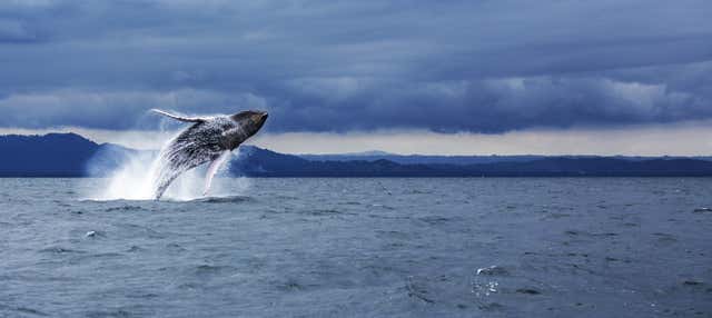 Avvistamento di balene a Samaná + Playa Rincón