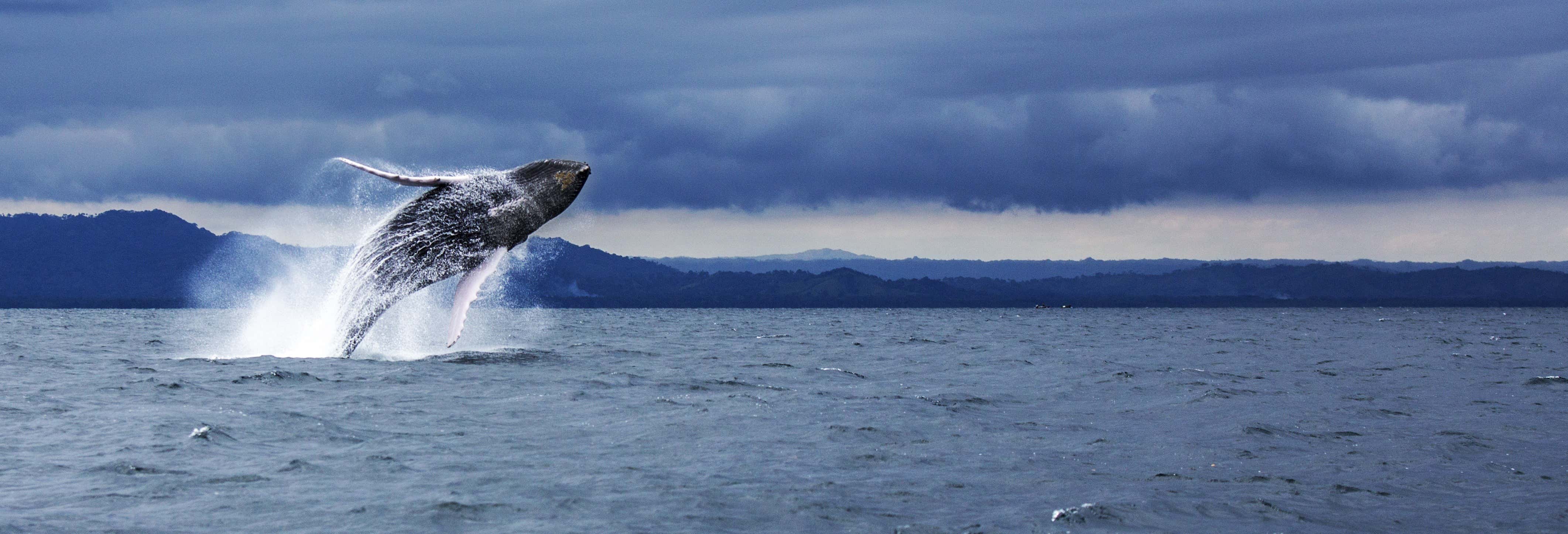 Avvistamento di balene a Samaná + Playa Rincón