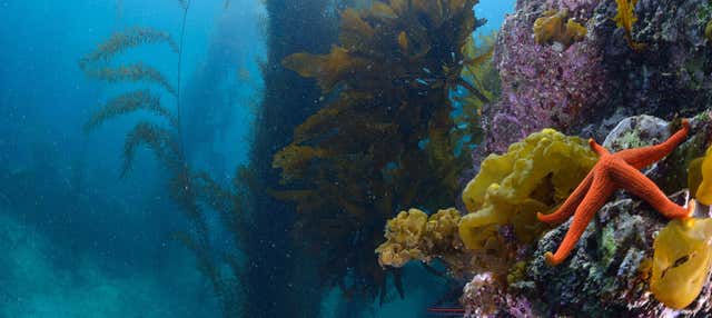 Immersione a Isla Catalina