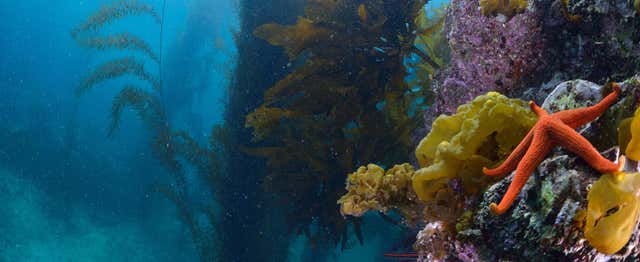 Plongée sur l'île de Catalina
