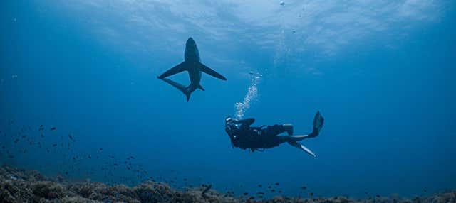 Immersione con gli squali a Punta Cana