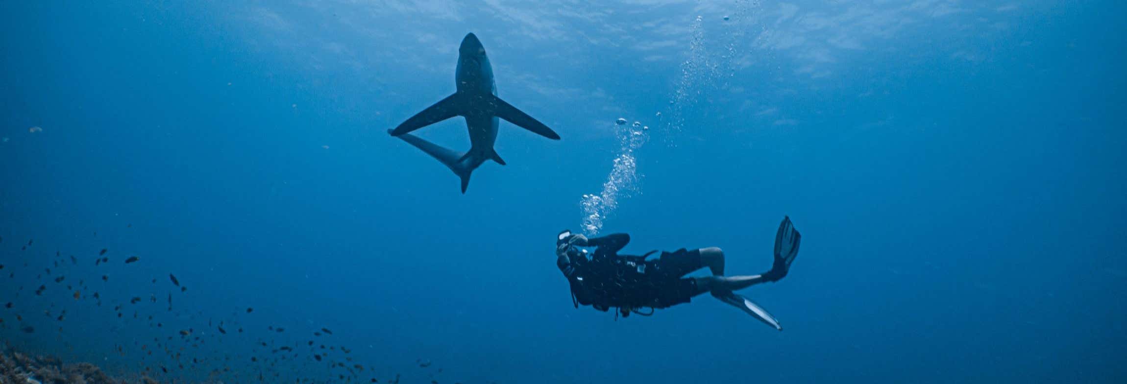 Immersione con gli squali a Punta Cana