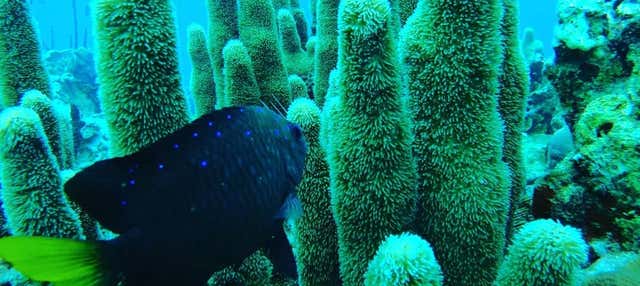 Corso di immersione PADI Open Water 