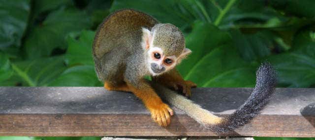 Escursione a Monkeyland