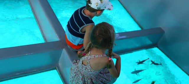 Giro in barca con fondo trasparente a Punta Cana