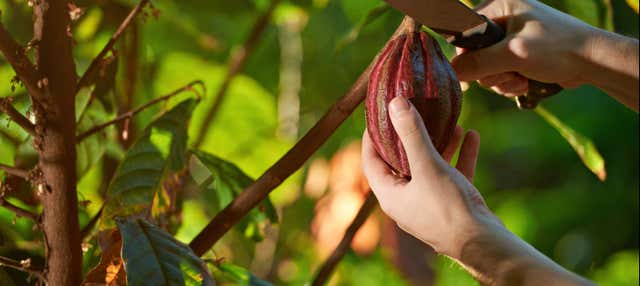 Tour privado del café y el cacao