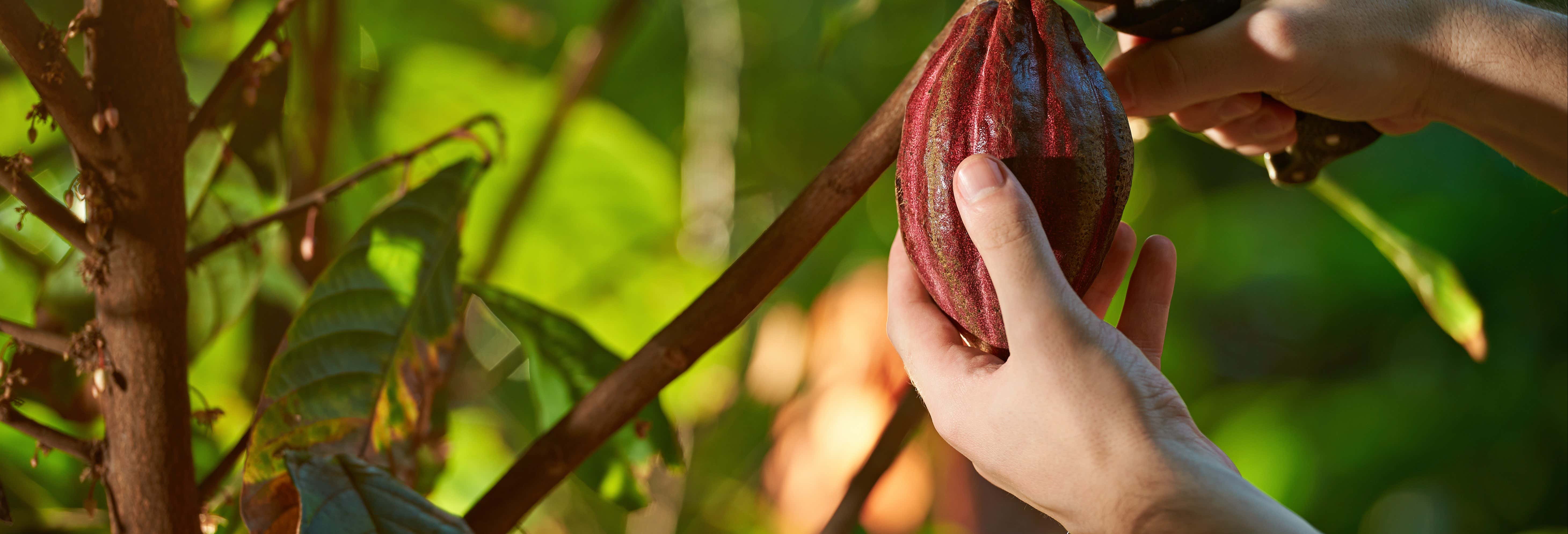 Tour privado del café y el cacao