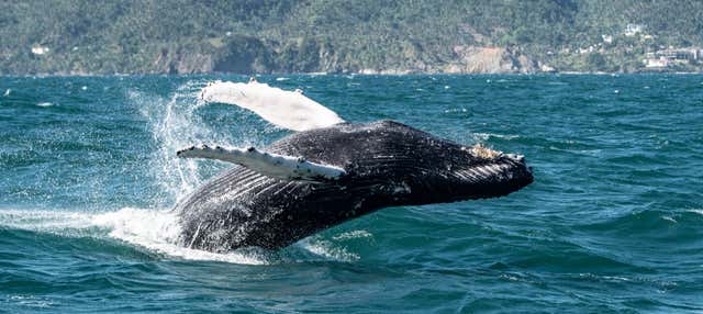 Avvistamento di balene a Samaná + Cayo Levantado