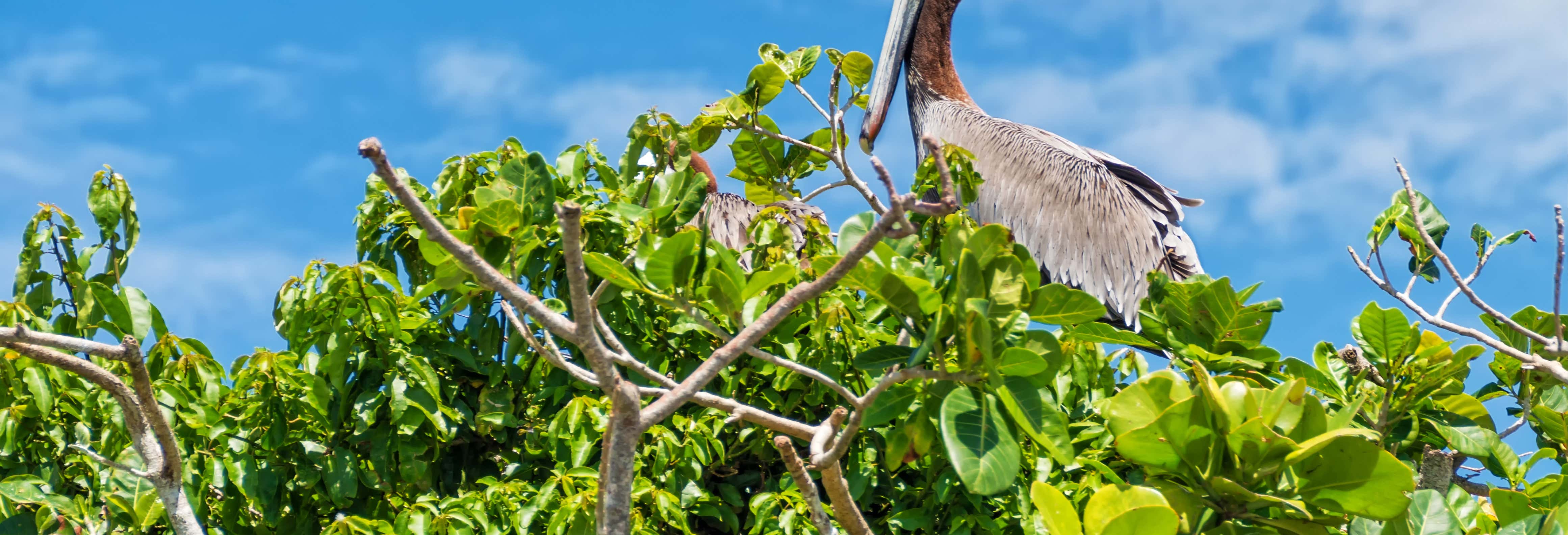 Los Haitises National Park Day Trip