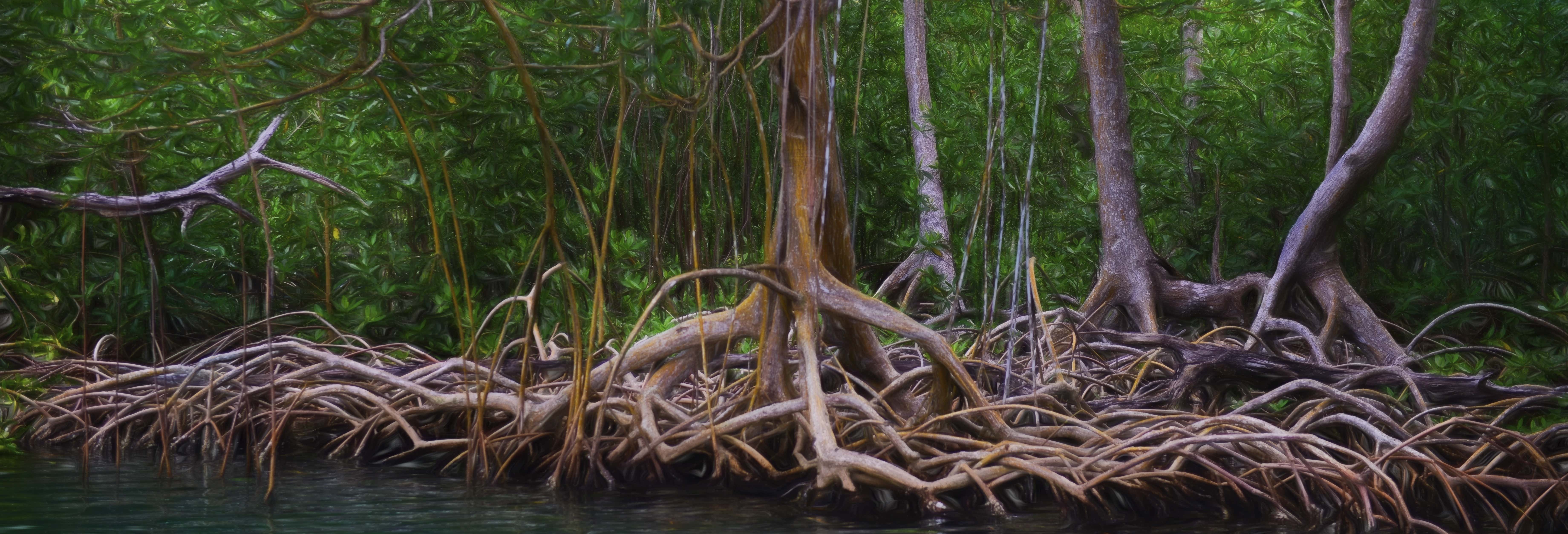 Los Haitises National Park Hiking Activity