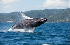 Whale Watching + Cayo Levantado Day Trip