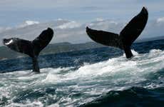 Private Whale-Watching Tour