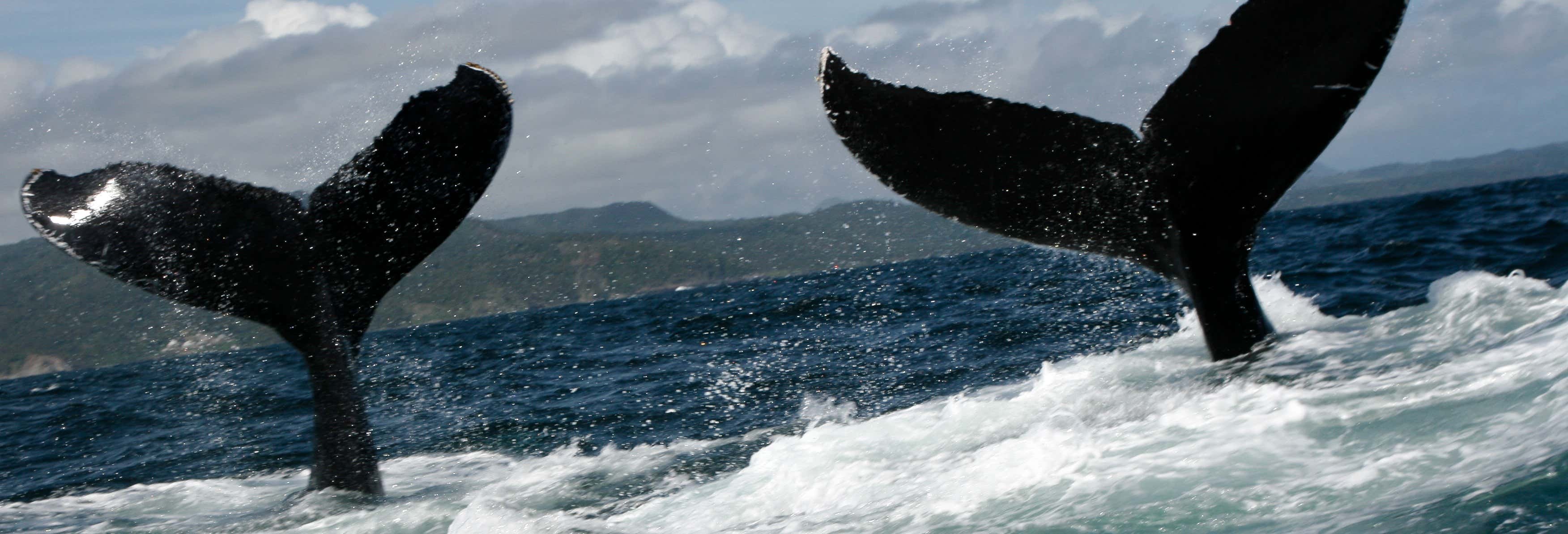 Private Whale-Watching Tour