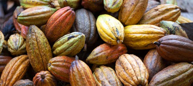 Tour del cacao all'Hacienda Esmeralda