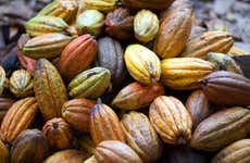 Hacienda Esmeralda Cacao Tour